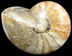 Polished Nautilus Fossil - Madagascar #47394-1
